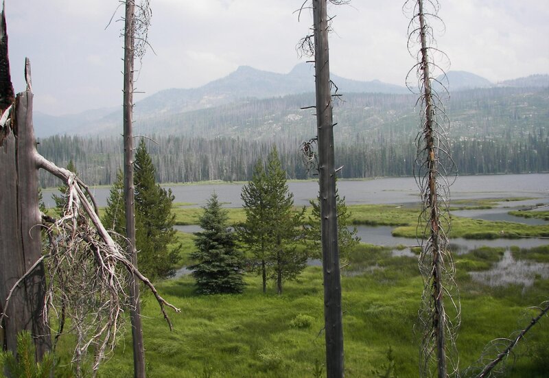 Burned Trees by Lake