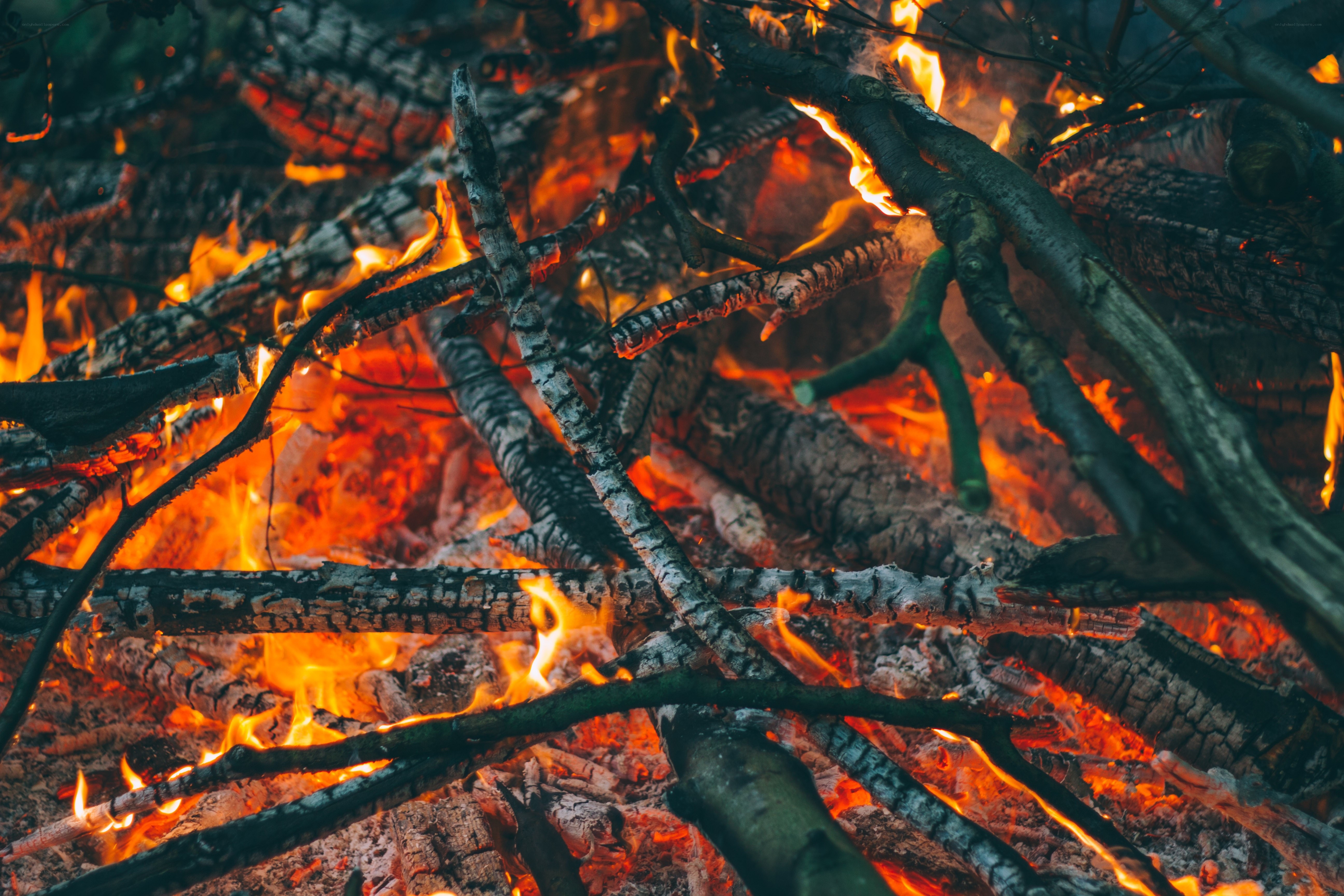 Burning campfire at night