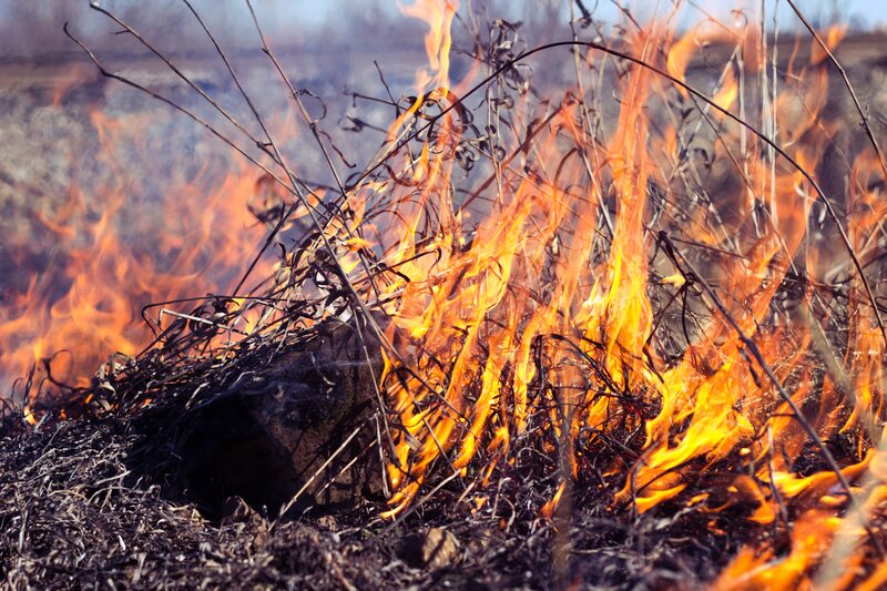 Burning Dry Brush