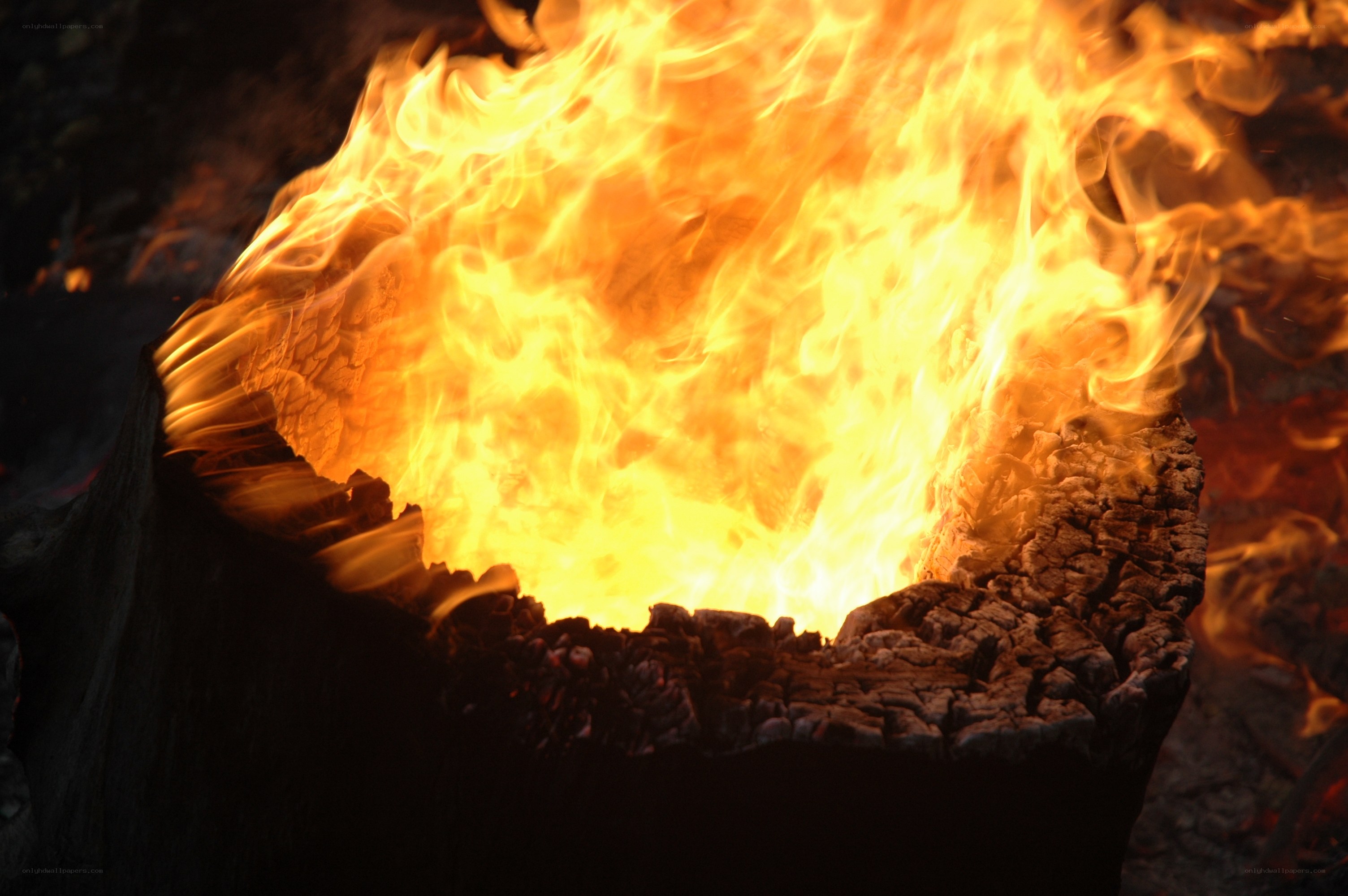 burning fire in a log