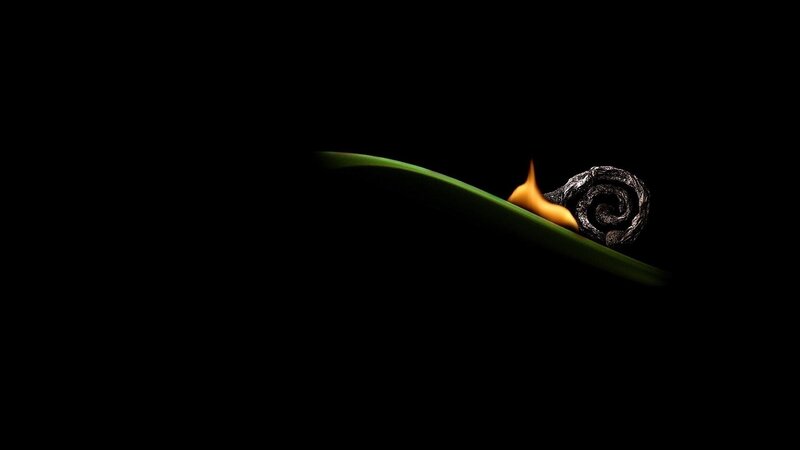 Burning Leaf Curl