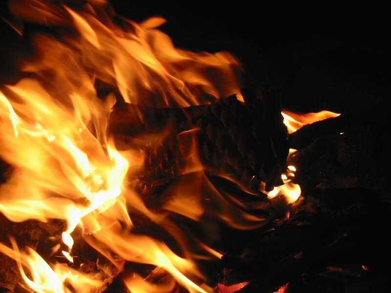Burning pine cone in fire
