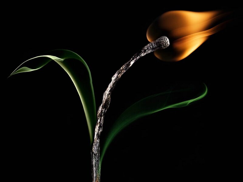 Burning Plant Stem