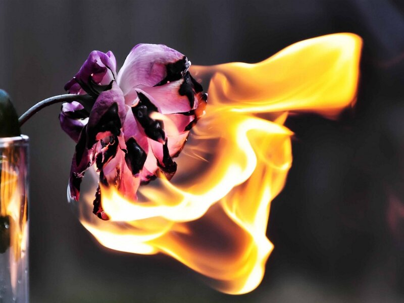 Burning Purple Flower