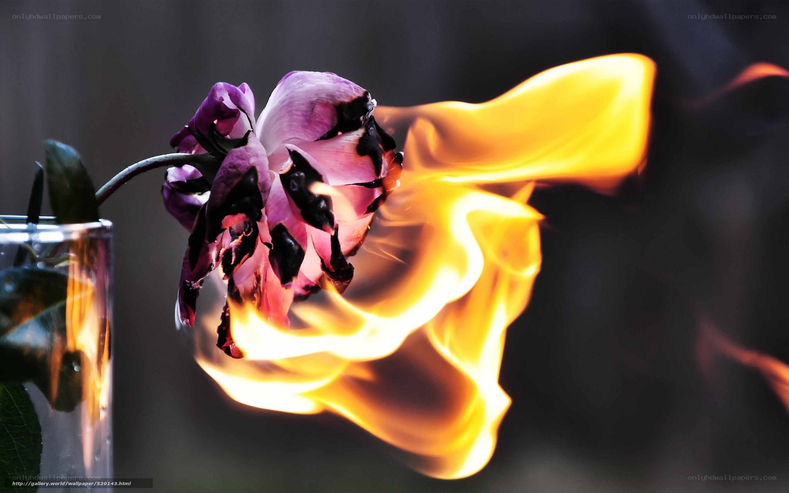 Burning purple rose