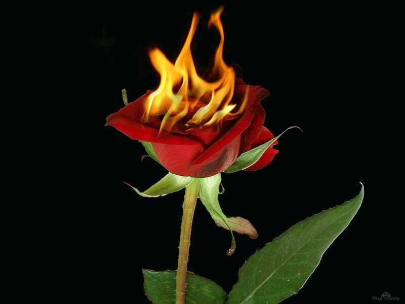 Burning red rose