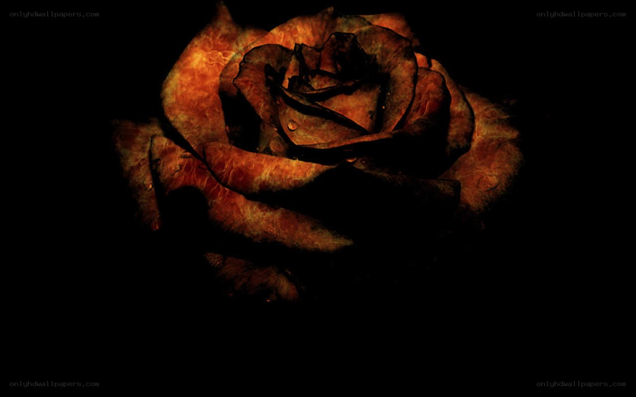 burning rose in darkness