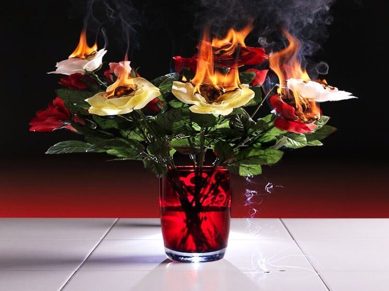 Burning roses in a vase