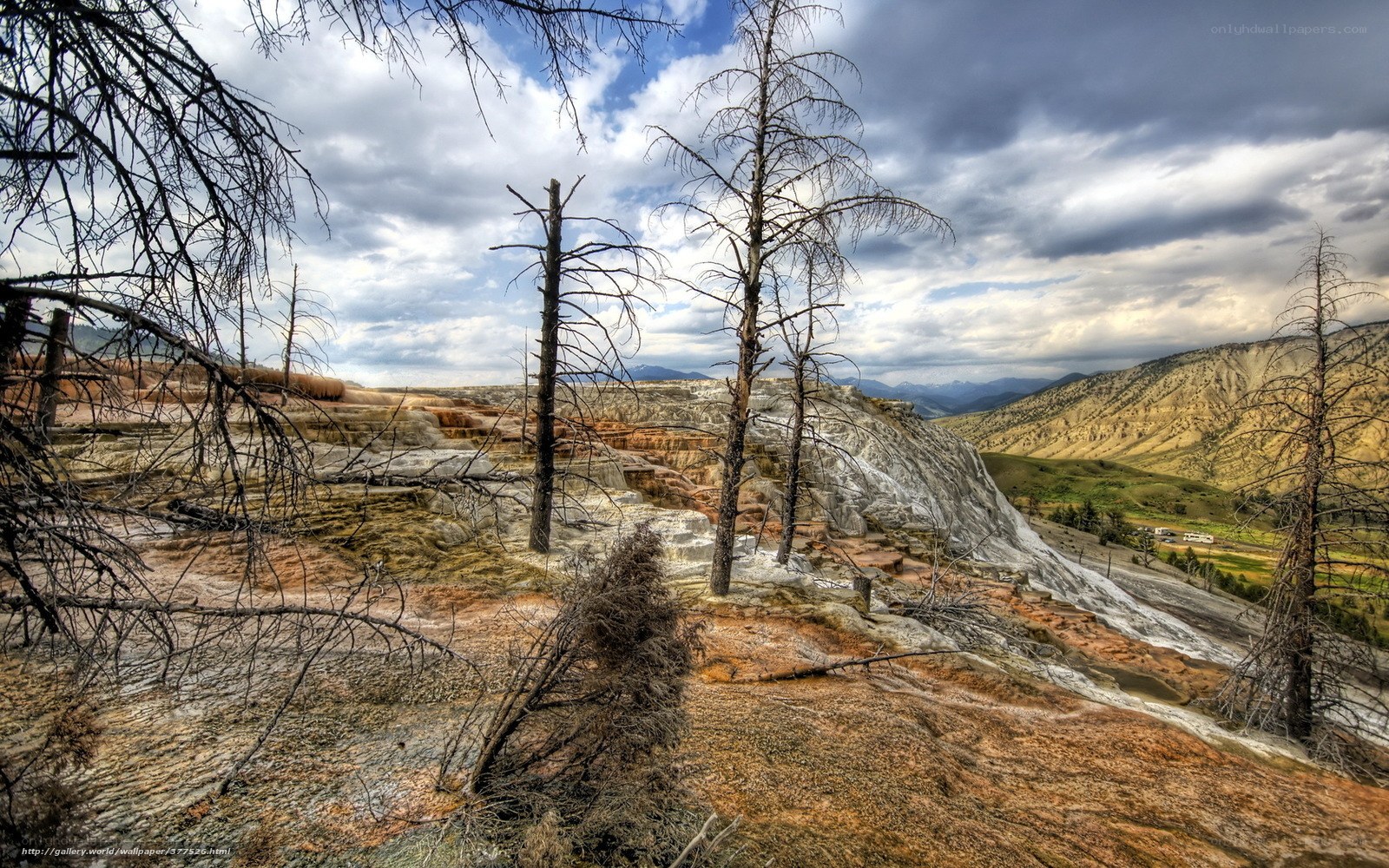 Burning Tree Landscape