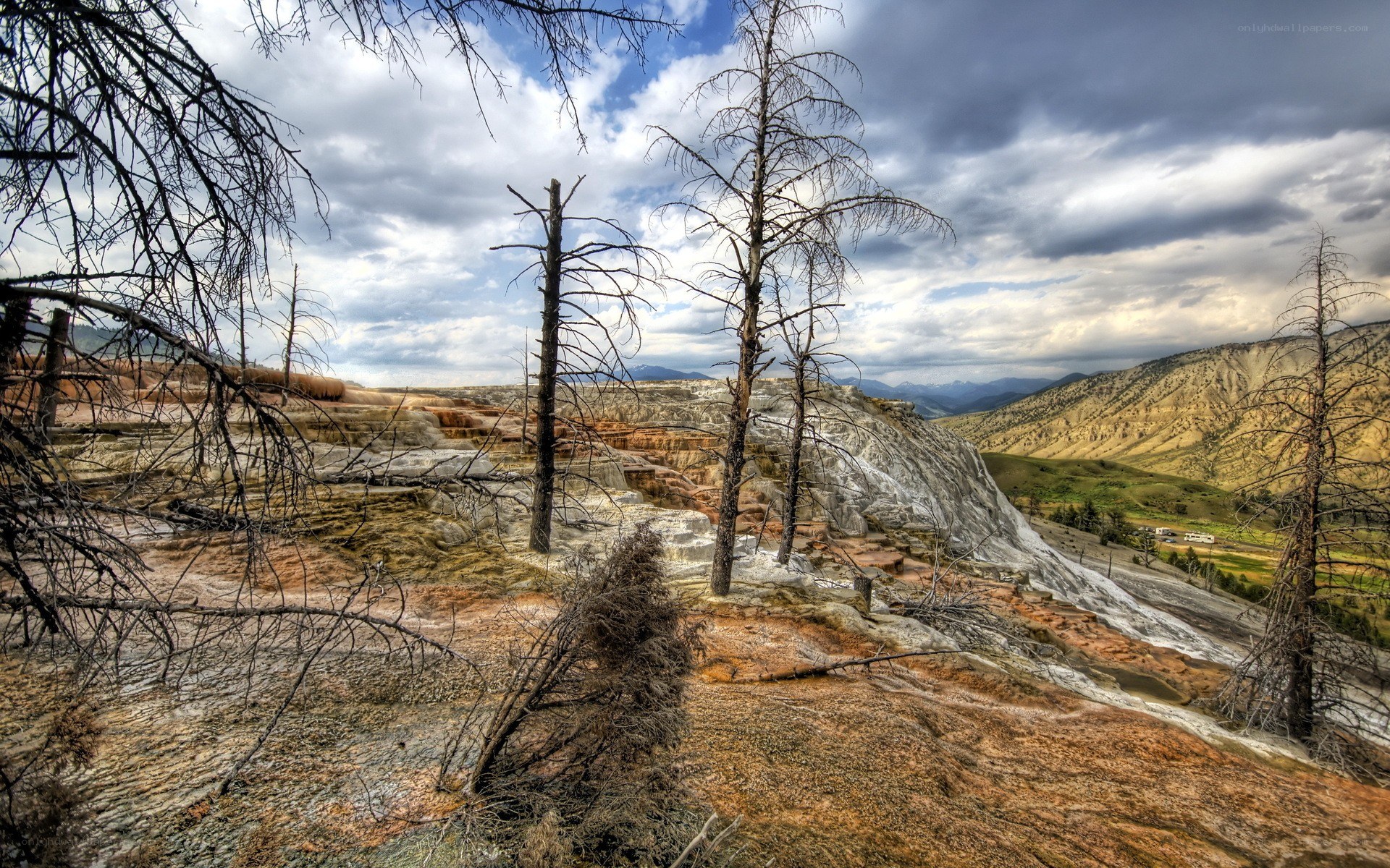 Burning Tree Landscape