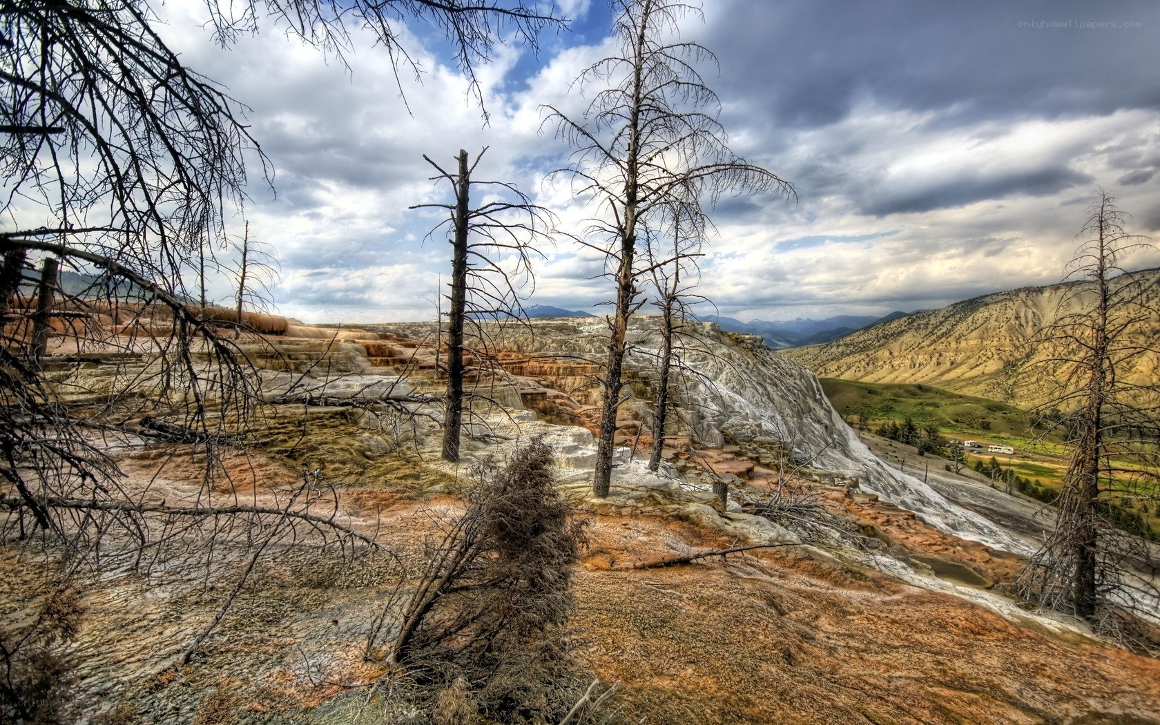 Burning Tree Landscape
