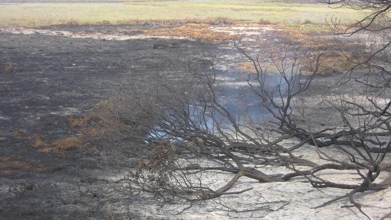 Burnt Branches on Ground