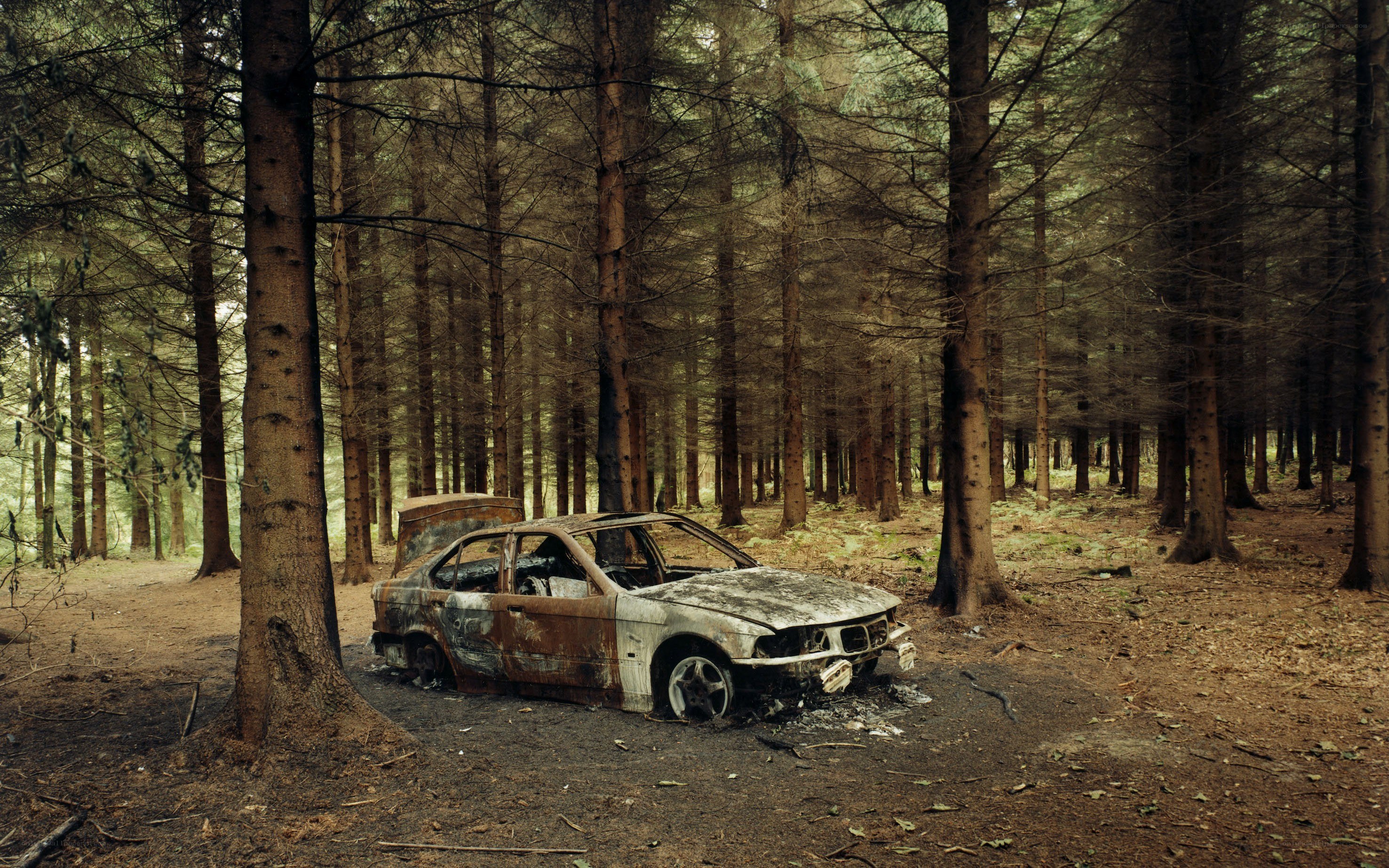 Burnt car in forest