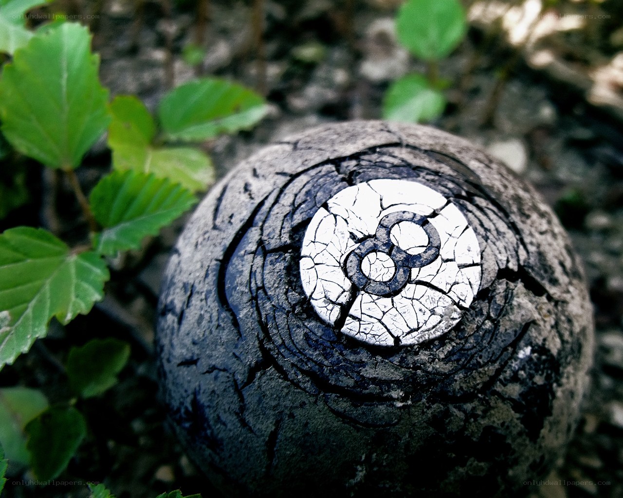 burnt eight ball in forest
