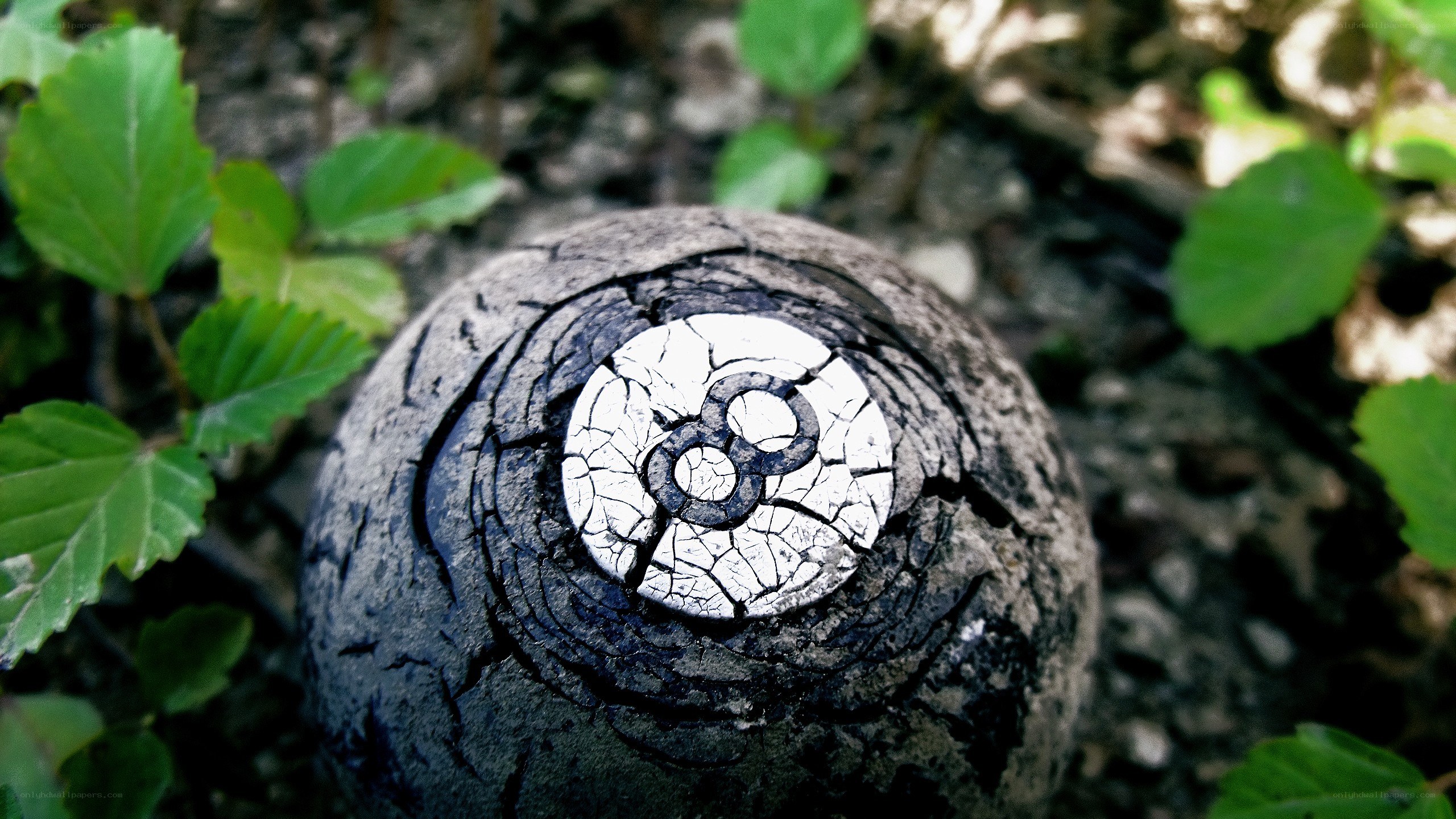 burnt eight ball in forest