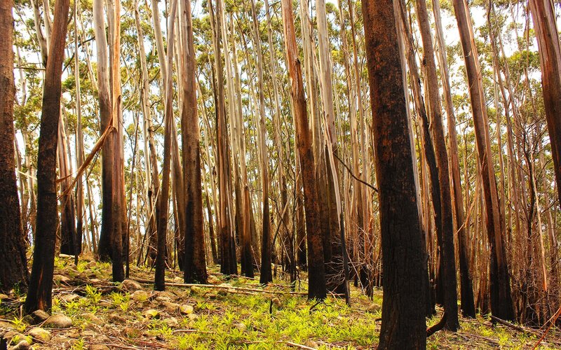 Burnt Eucalyptus Forest — Green
