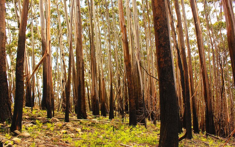 Burnt Eucalyptus Forest