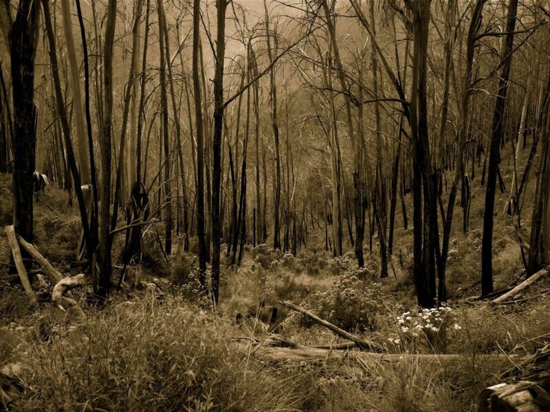Burnt forest after wildfire
