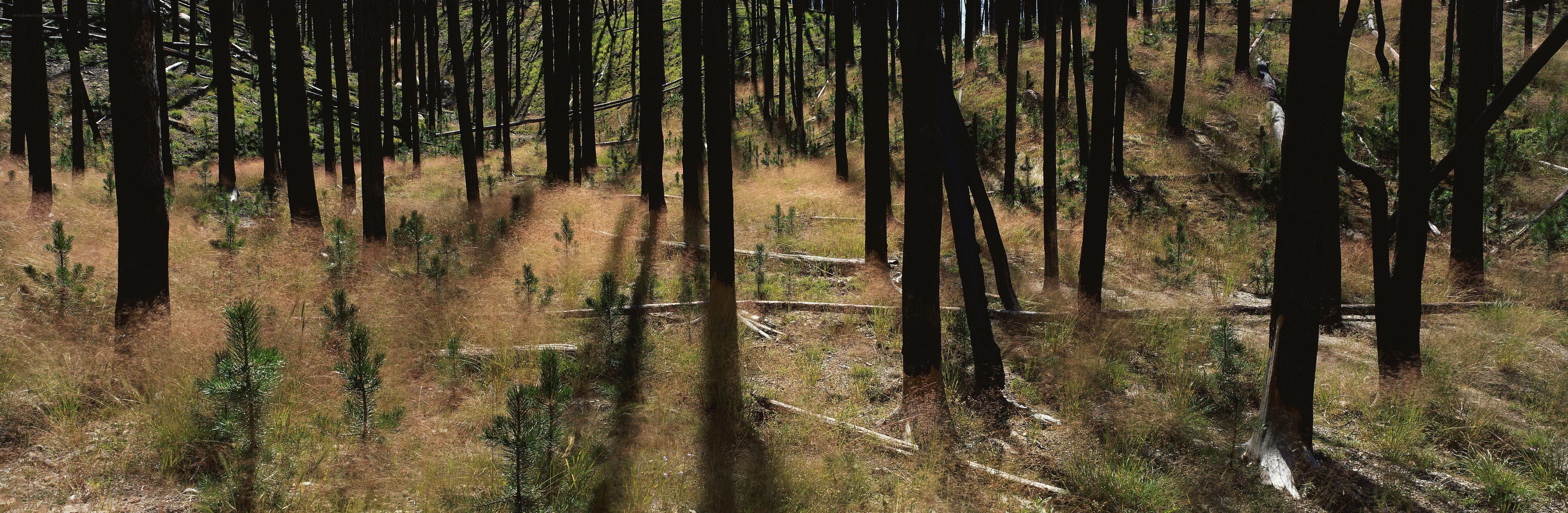 Burnt forest after wildfire