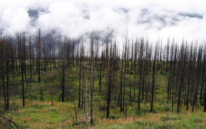 Burnt forest after wildfire