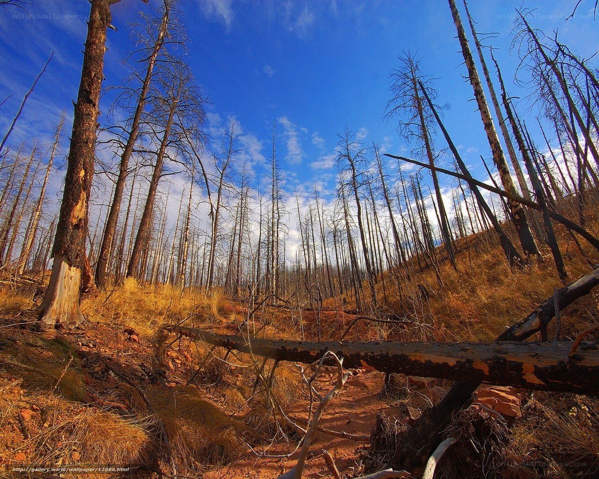 Burnt forest after wildfire