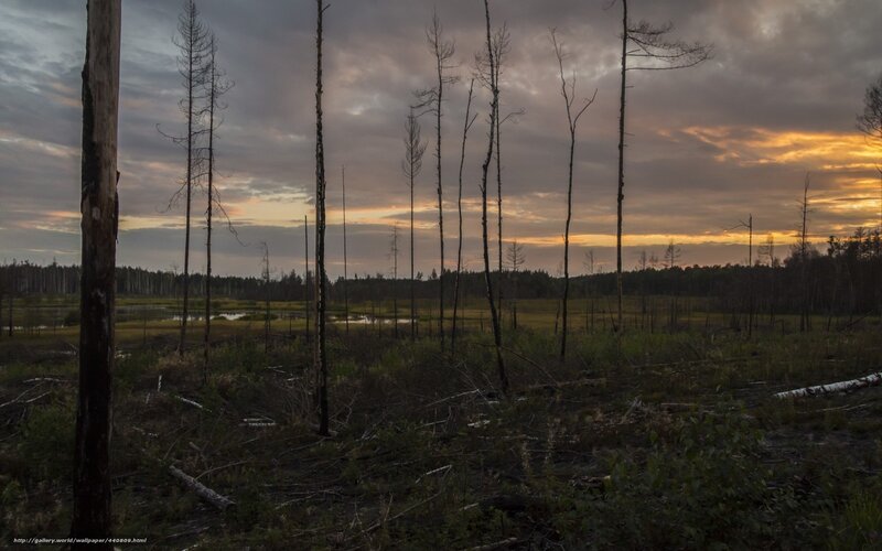 Burnt forest at sunset