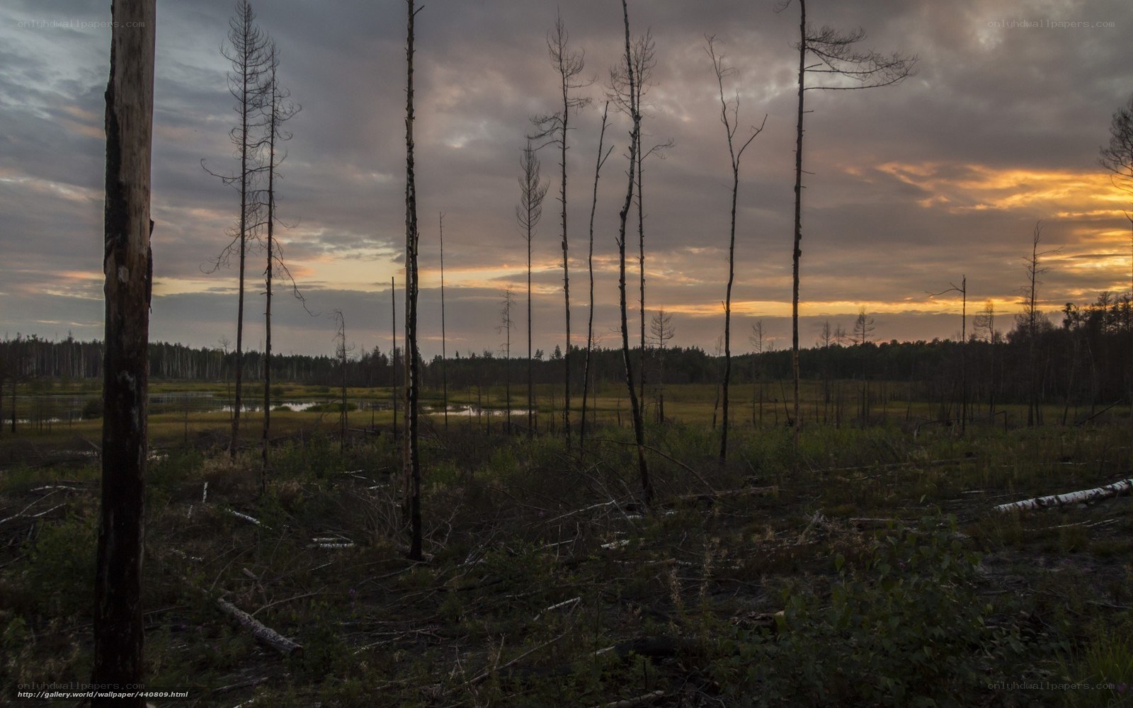 Burnt forest at sunset