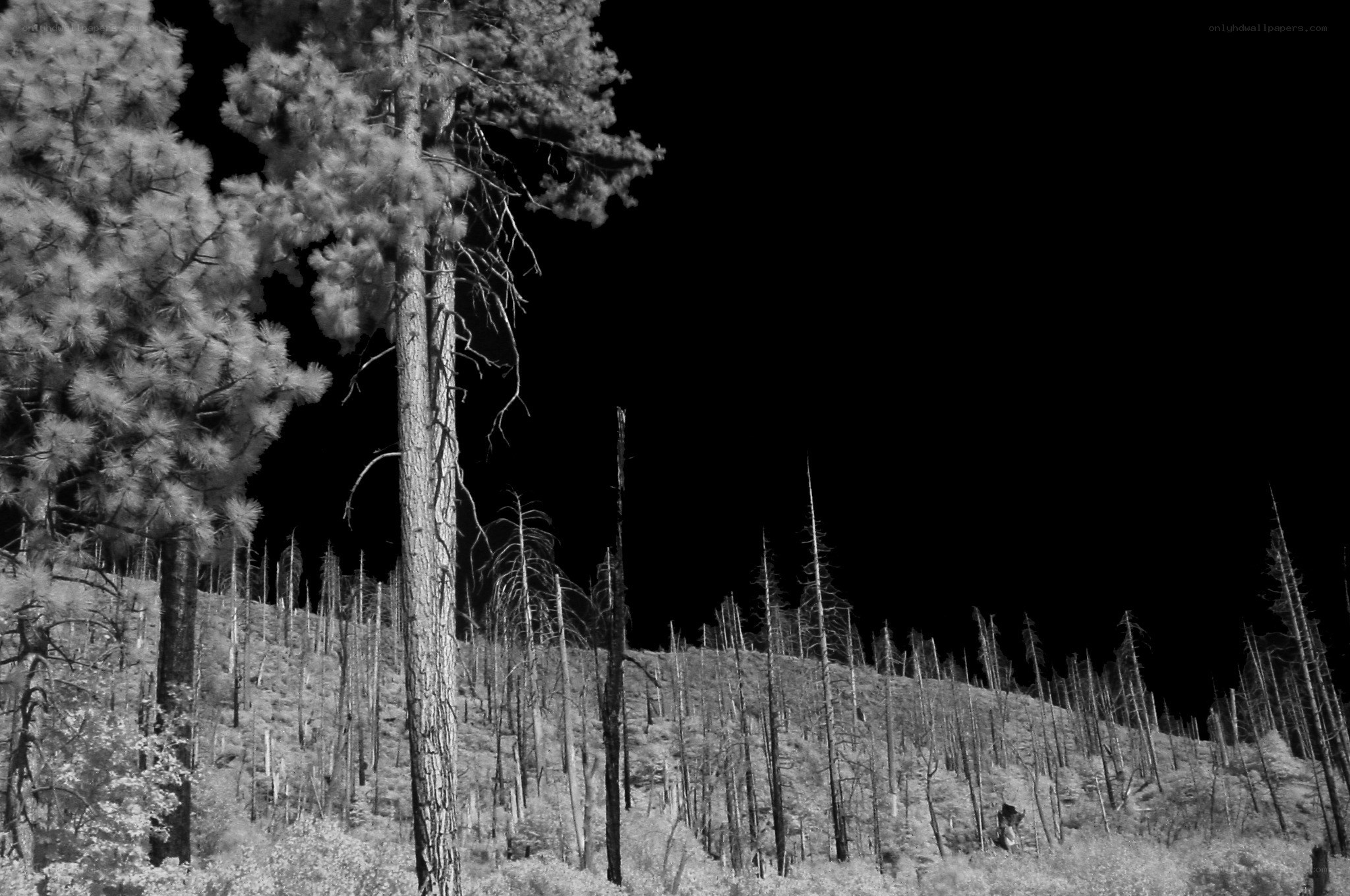 Burnt forest landscape