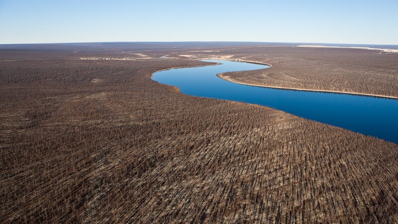 Burnt Forest Landscape — Brown