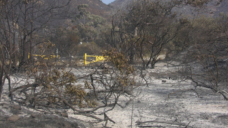 Burnt Forest Landscape — Grey
