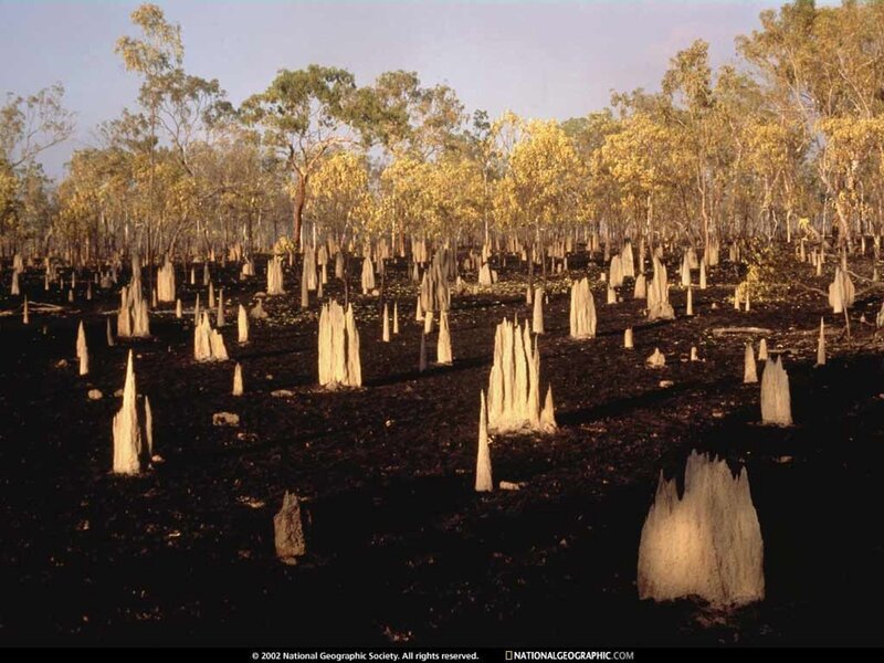 Burnt forest stumps