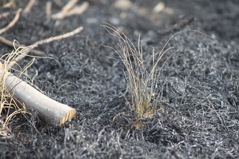 Burnt Grass and Debris