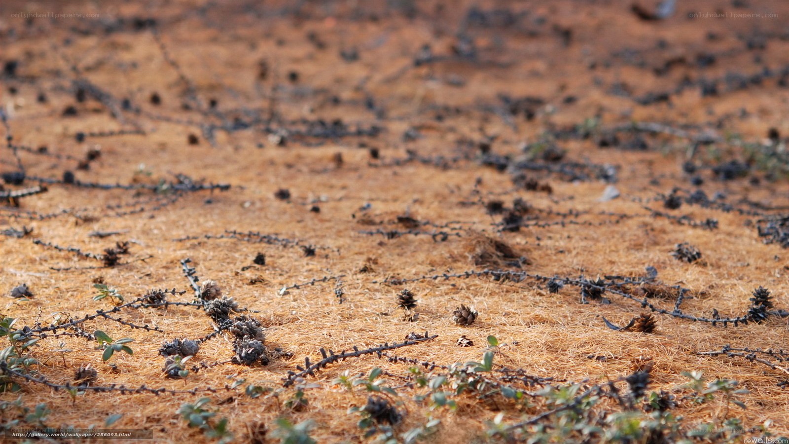 Burnt ground with pine needles