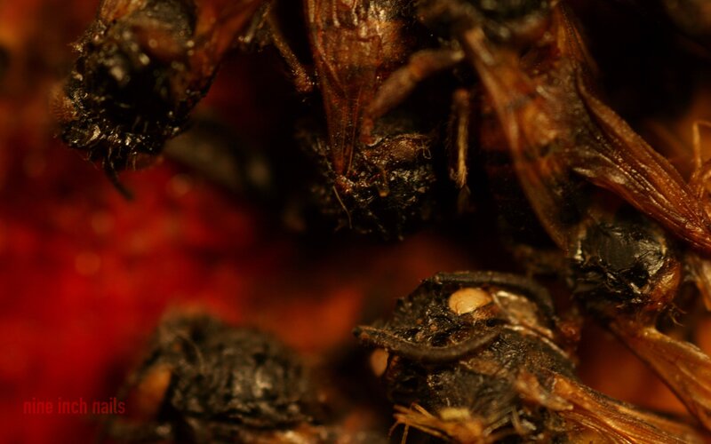 Burnt Insects on Red Surface
