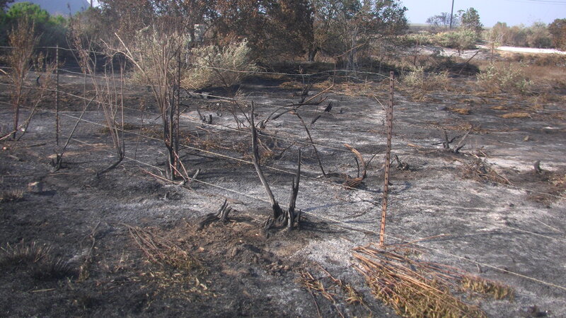 Burnt Landscape After Fire
