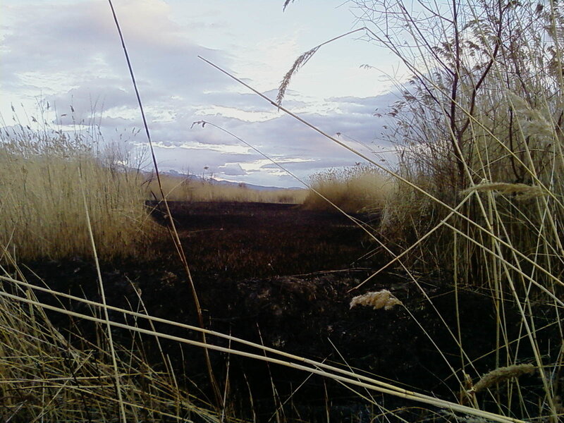 Burnt marshland after fire