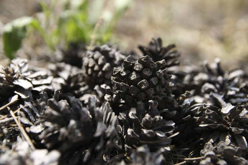 Burnt Pine Cones