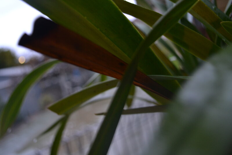 Burnt Plant Leaf
