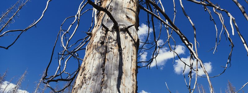 Burnt tree against blue sky