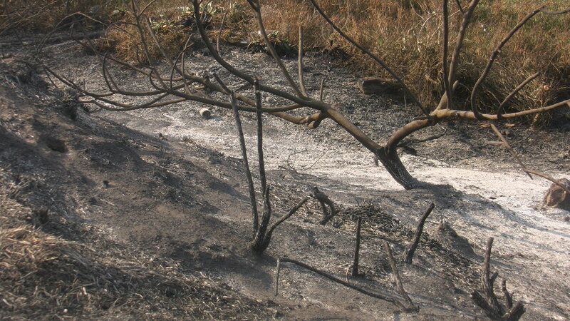 Burnt Tree Branches