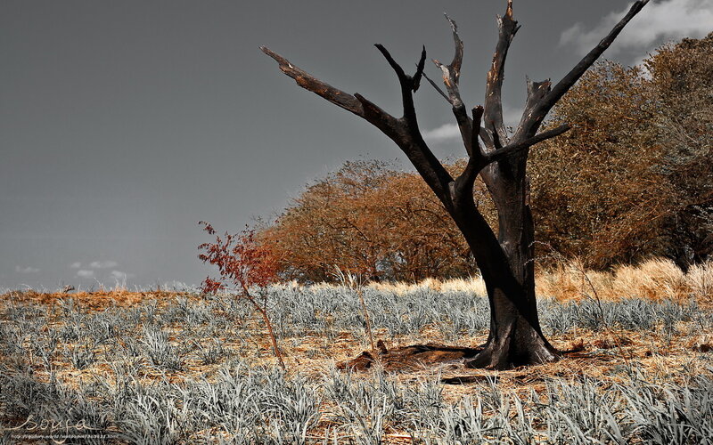 Burnt tree in a field