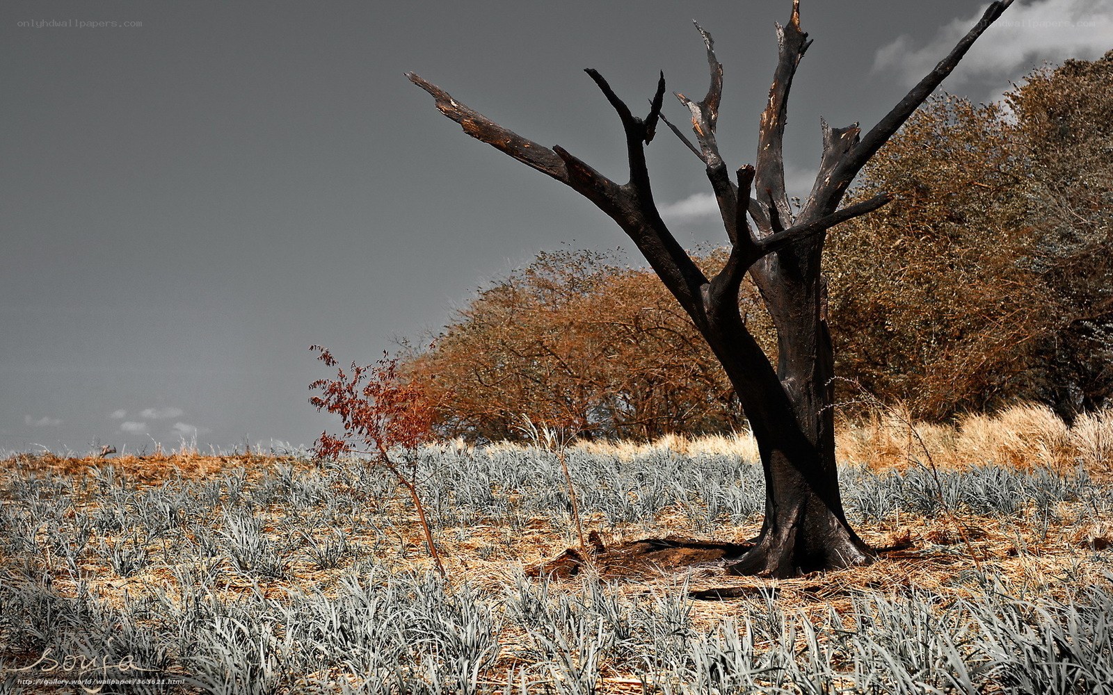 Burnt tree in a field