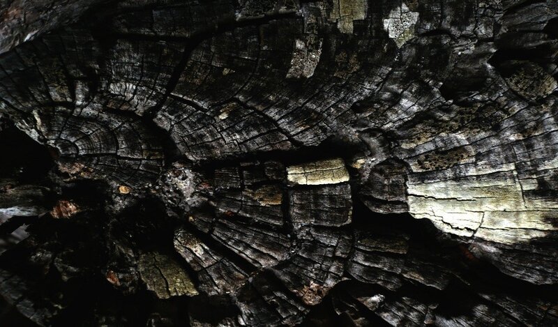 burnt tree stump texture