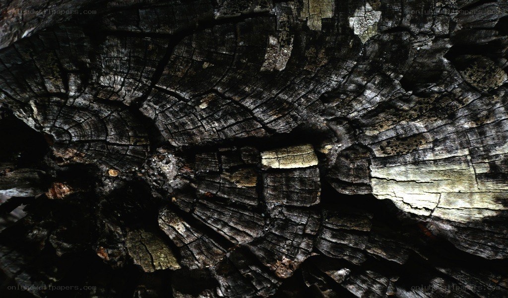 burnt tree stump texture