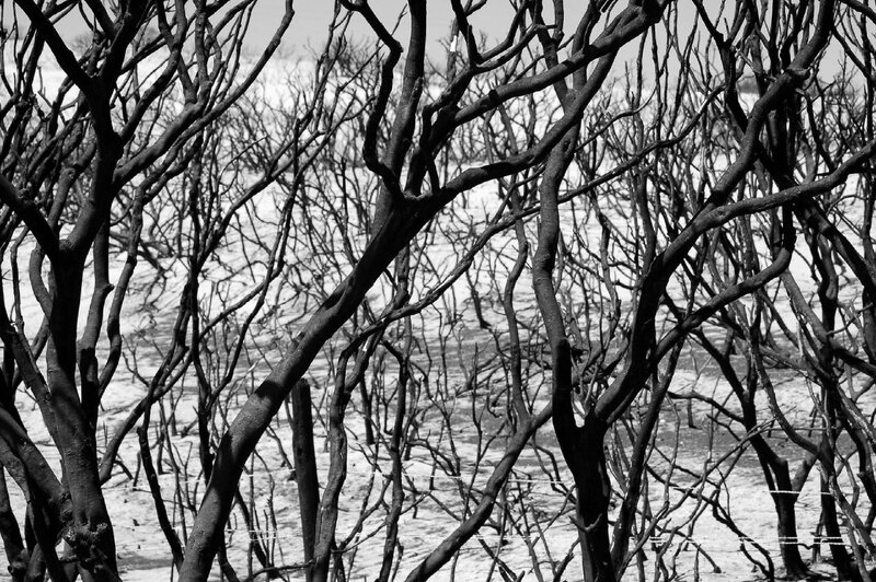 Burnt trees after wildfire