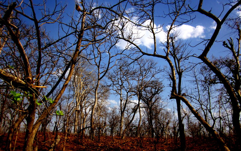 Burnt Trees in Forest
