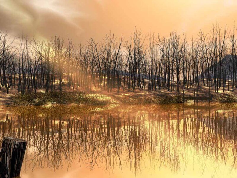 Burnt Trees in Marsh