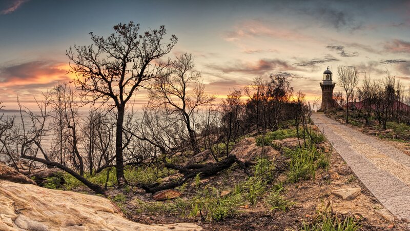Burnt Trees Near Lighthouse