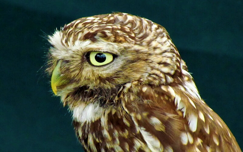 Burrowing Owl — Brown, Alert, Photograph