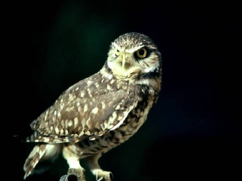 Burrowing Owl — Brown, Alert